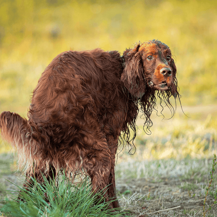 Mijn hond heeft diarree en dunne ontlasting