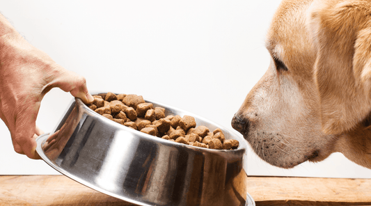 Hond snuffelt aan eten maar eet niet