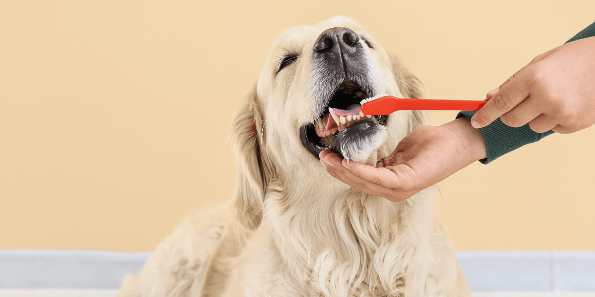 Mijn Hond Stinkt uit Bek naar Vis: De Oorzaken, Tips en Oplossingen