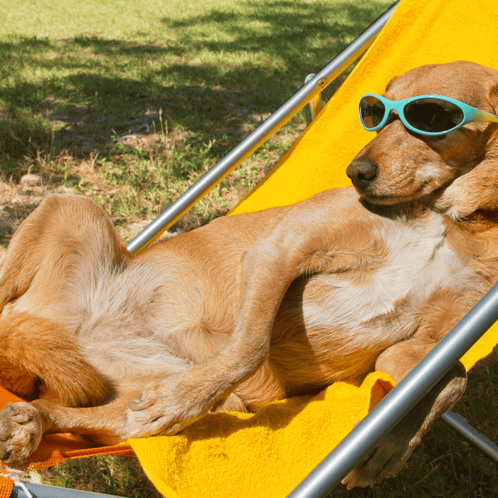 Hond mee op Vakantie, wat moet ik weten?
