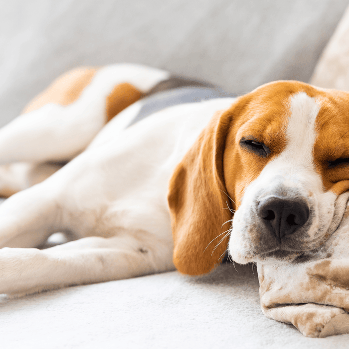 Houden honden van muziek?