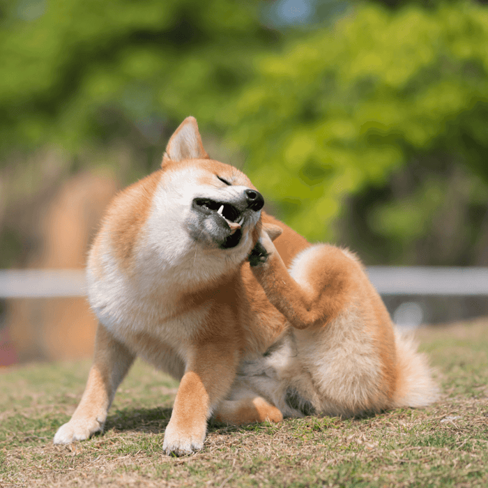 Mijn hond heeft jeuk! Waarom heeft mijn hond jeuk?