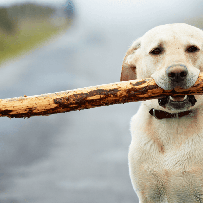 Waarom kauwt mijn hond op hout?