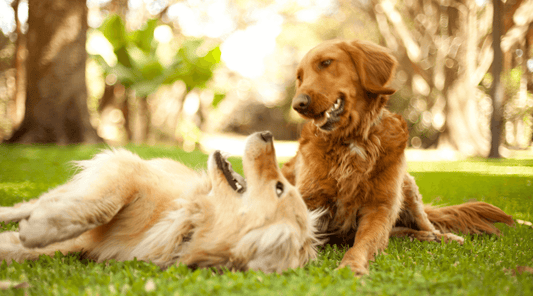  Waarom honden niezen tijdens het spelen?