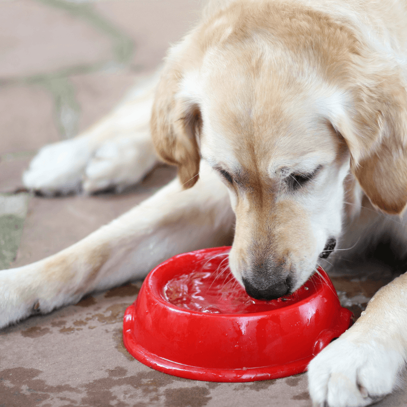 hond drinkt weinig plast veel