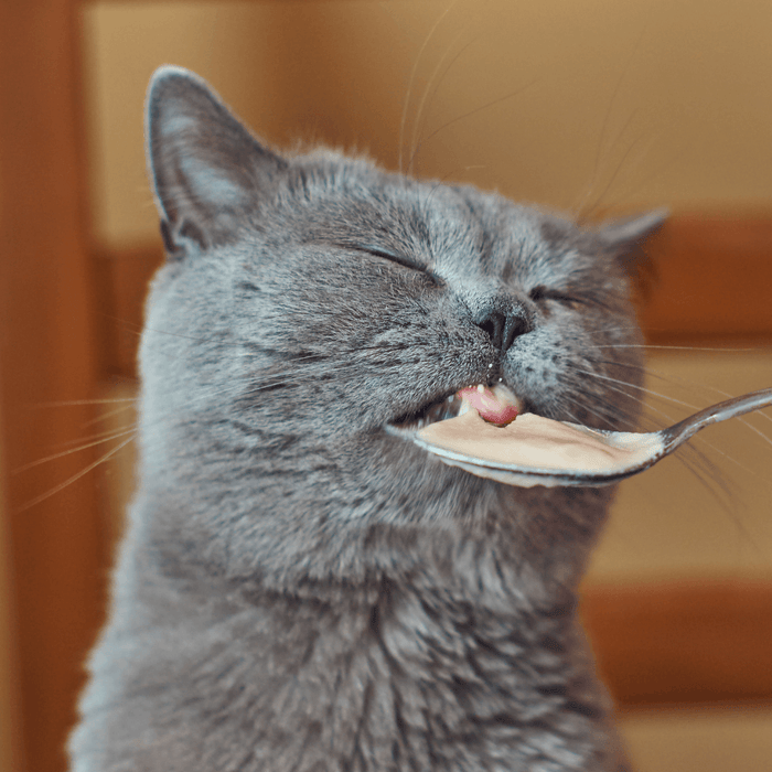 Wat is het beste katten voer? Van kitten tot aan senior kat, alles op een rij.