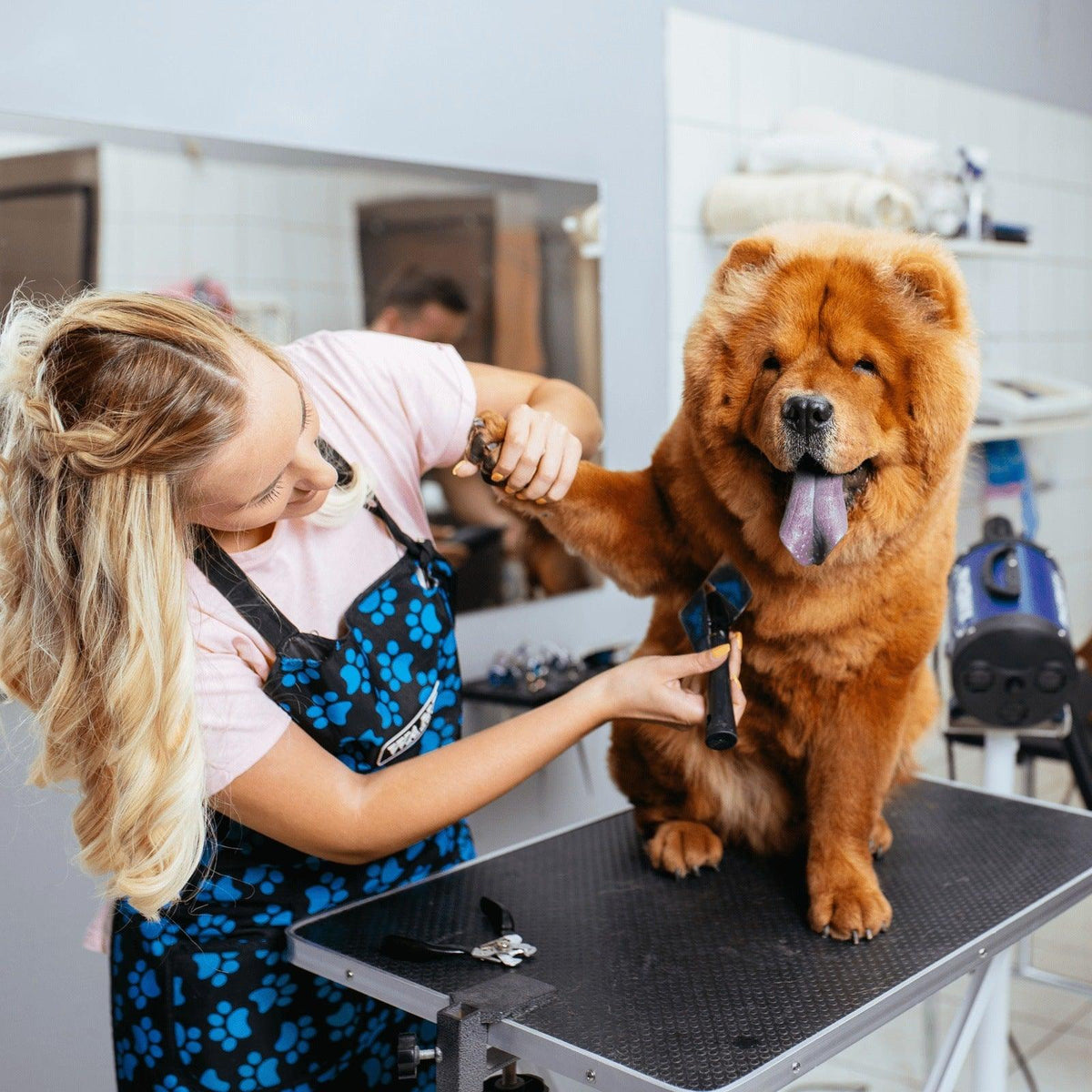 Trimmen & Verzorging Collectie voor Hondenliefhebbers - Dogzoo