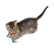 Catstages Catnip Dental Health Chew