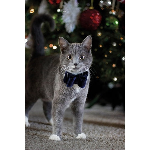 Cupid & Comet Luxury Vlinderstrik Fluweel Blauw