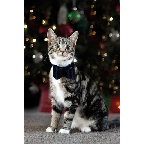 Cupid & Comet Luxury Vlinderstrik Fluweel Blauw