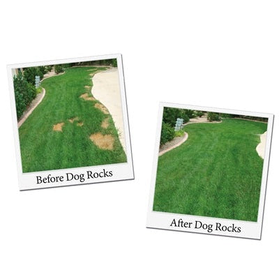 Dog Rocks