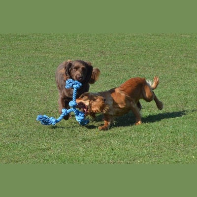 Happy Pet Flossin Fun 3 Knoop