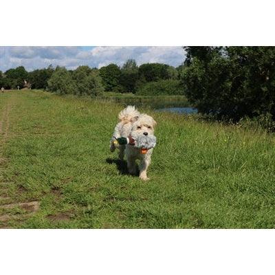 Happy Pet Migrator Pluche Wilde Eend