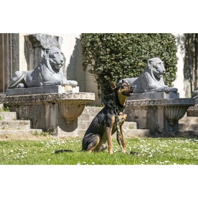 Morso Halsband Hond Gerecycled Full Metal Dog Bruin