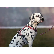 Morso Hondenriem Verstelbaar Gerecycled Skyline Rood / Roze