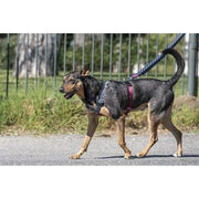 Morso Hondentuig H-Tuig Gerecycled Power Flow Zwart