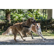 Morso Norwegian Hondentuig Gerecycled Full Metal Dog Bruin