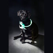 Trixie Lichtgevende Halsband Usb Flash Light Oplaadbaar Tpu Groen