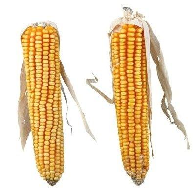 Trixie Maiskolven Met Blad