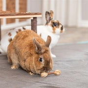 Trixie Set Halters Van Schorshout / Gras