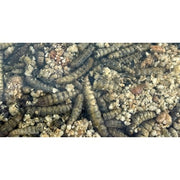 Utopia Roodborst / Merel / Winterkoning Mix