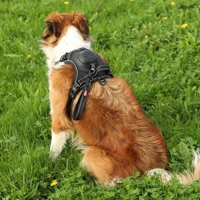 Zolux Easyride Hondentuig Zwart