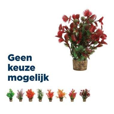 Zolux Ornament Pastic Plant Op Stenen Puntig Assorti
