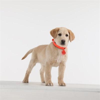 Tickless Teek En Vlo Afweer Voor Hond En Kat Fluoriserend Oranje-HOND-TICKLESS-Dogzoo