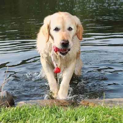 Trixie Dog Activity Mot-Fun Aqua Speelgoed Drijvend Rood Assorti 22X9 CM-HOND-TRIXIE-Dogzoo