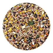 Utopia Kanaries Top Quality