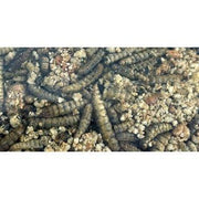 Utopia Roodborst / Merel / Winterkoning Mix